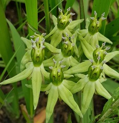 Asclepias eminens