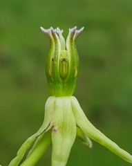 Asclepias eminens
