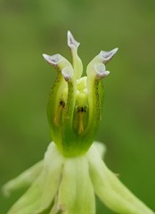 Asclepias eminens