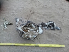 Spheniscus magellanicus