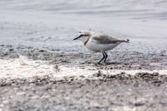 Charadrius pallidus