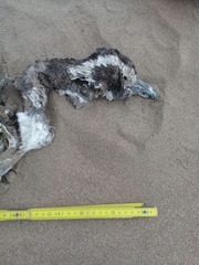 Spheniscus magellanicus