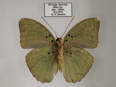 Euphaedra medon