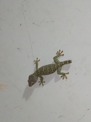 Gekko gecko