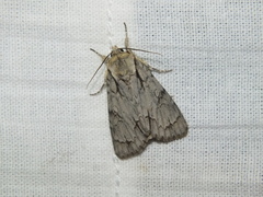 Acronicta cuspis