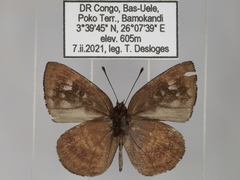 Hypophytala henleyi