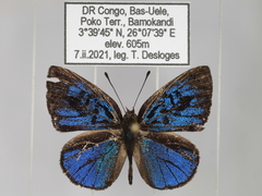 Hypophytala henleyi