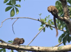 Heliosciurus gambianus