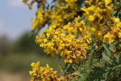 Peltophorum africanum