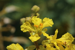 Peltophorum africanum