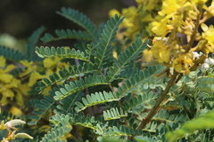 Peltophorum africanum