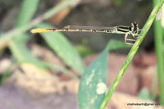 Agriocnemis keralensis