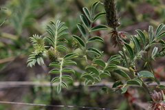 Indigofera daleoides