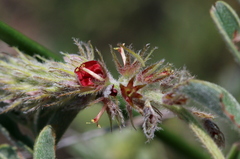 Indigofera daleoides