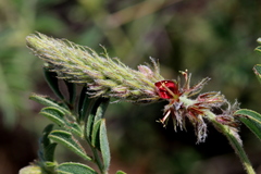 Indigofera daleoides
