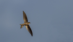 Cypsiurus balasiensis