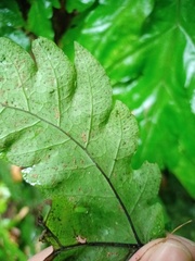 Tectaria melanocaulos