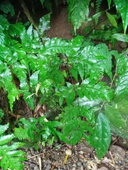 Tectaria melanocaulos