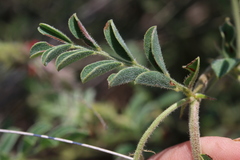 Indigofera daleoides