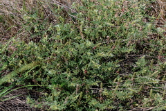 Indigofera daleoides