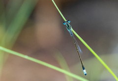 Ischnura senegalensis