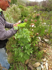 Notobubon galbanum