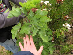 Notobubon galbanum