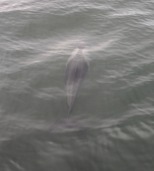 Cephalorhynchus heavisidii