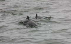 Cephalorhynchus heavisidii