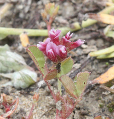 Branchinecta conservatio