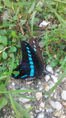 Graphium milon