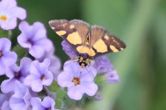 Deuterarcha xanthomela