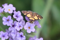 Deuterarcha xanthomela