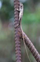 Calotes versicolor