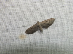 Eupithecia pusillata