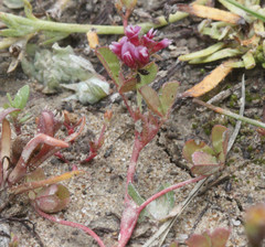 Branchinecta conservatio