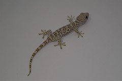 Gekko gecko