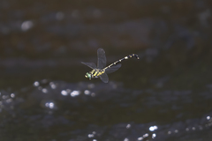 Antipodogomphus acolythus