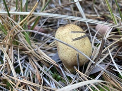 Rhopalogaster transversarius