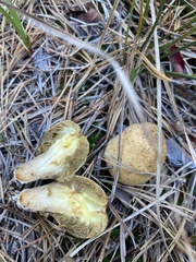 Rhopalogaster transversarius