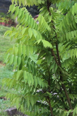 Averrhoa bilimbi