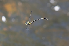 Antipodogomphus acolythus