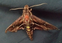 Hemeroplanes ornatus