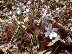 Hepatica
