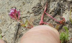 Branchinecta conservatio