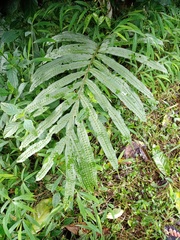 Microsorum membranifolium