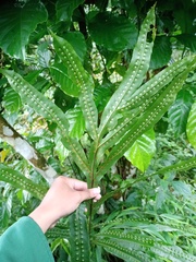 Microsorum membranifolium