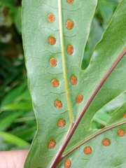 Microsorum membranifolium