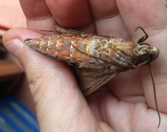 Hemeroplanes ornatus