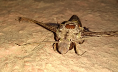 Hemeroplanes ornatus